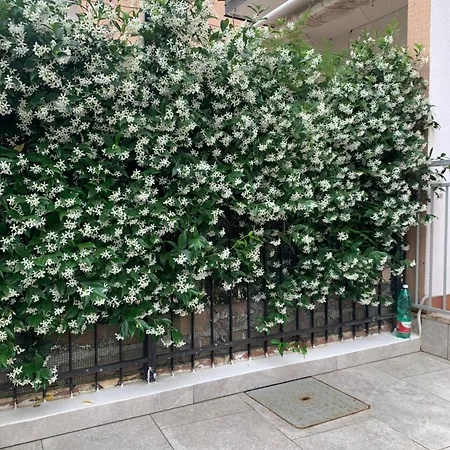 Gilda's 스칼레아